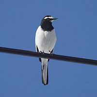 セグロセキレイ