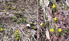 荒島のフクジュソウ群落