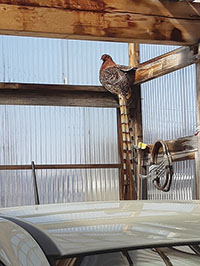 車庫にヤマドリ