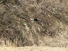 中央の黒いのがクマ