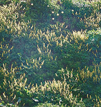 ミヤマキケマン