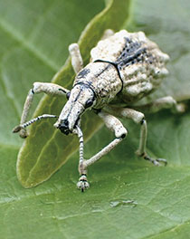 ウマヅラゾウムシ