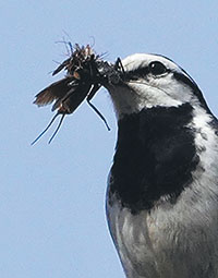 ハクセキレイの子育て