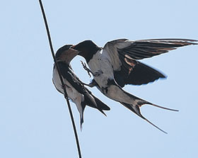 ツバメのエサやり