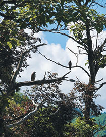 サシバの巣立ち