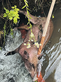 水路に流されたイノシシ