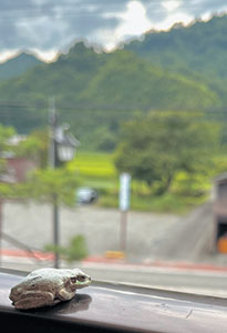 窓辺のアマガエル