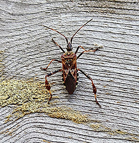 マツヘリカメムシ