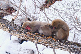 グルーミングする2匹