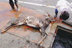 引き上げたシカ