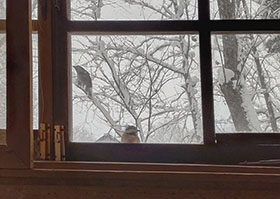 窓辺のヤマガラ