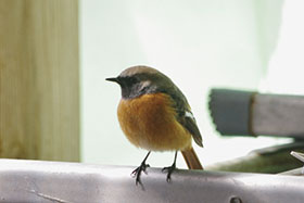 ジョウビタキ♂