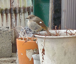 ジョウビタキ♀