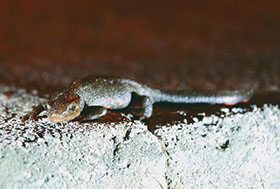 アカハライモリ