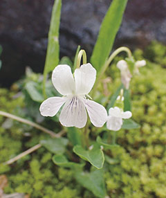 アリアケスミレ