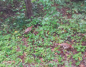 子連れのヤマドリ