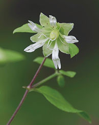 ナンバンハコベ